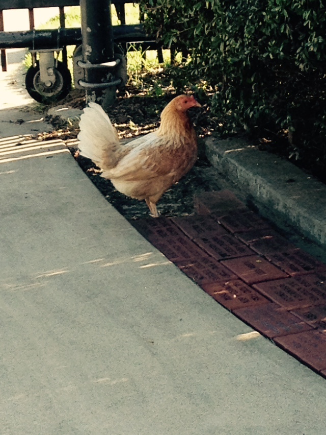 Railroad_Chicken