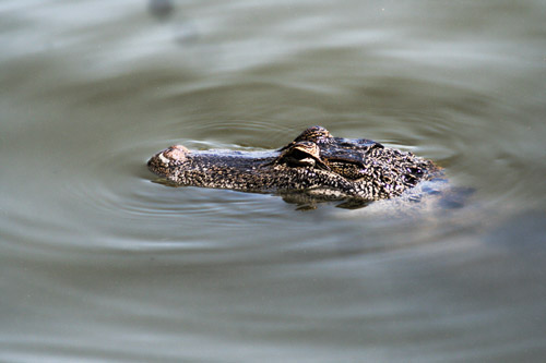 alligator-1734667_web